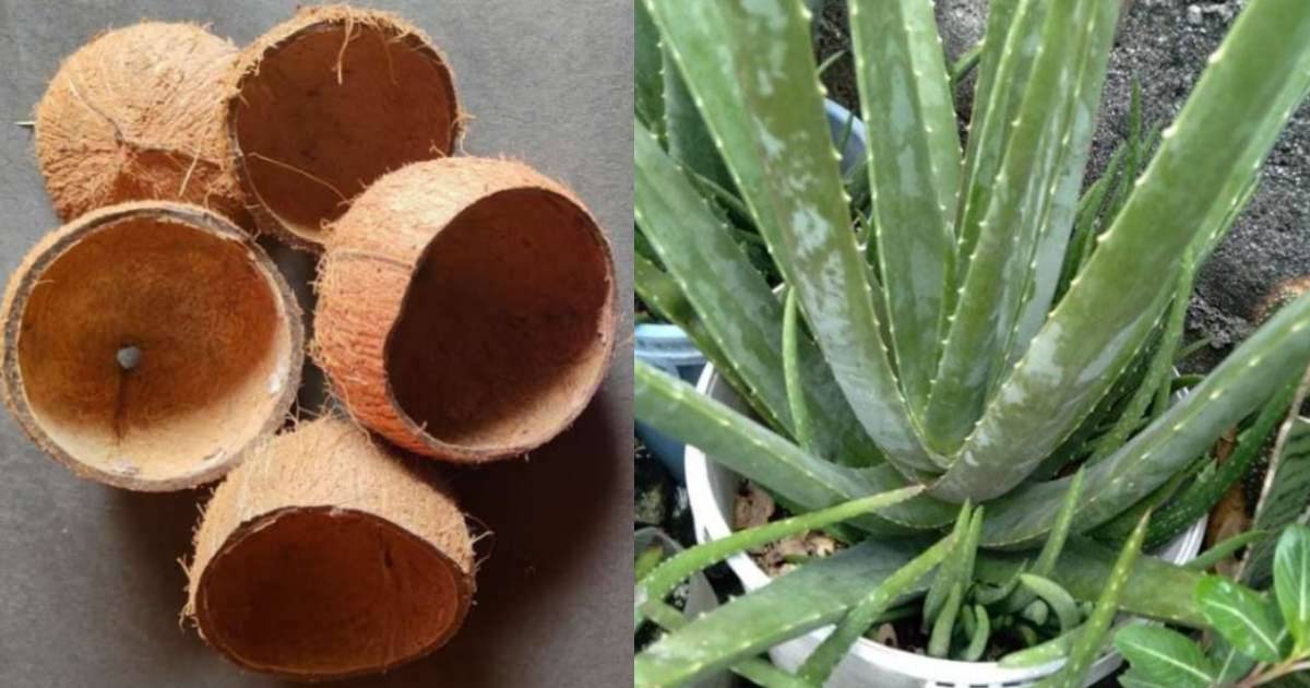 Aloe Vera Cultivation Using Coconut Shell