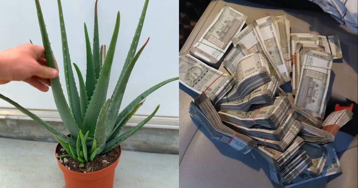 Aloe Vera For Money