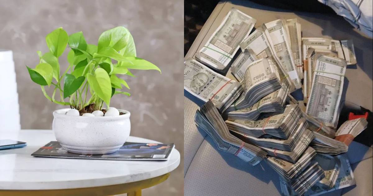 Benefits of Money Plant