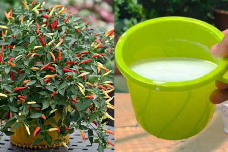 ഇതൊന്ന് ഒഴിച്ച് കൊടുത്താൽ മതി! കാന്താരി മുളകിന് ഭ്രാന്ത് പിടിച്ച പോലെ ഇടയില്ലാതെ കാന്താരി മുളക് തിങ്ങി നിറയും!! | Best Kanthari mulaku krishi Tips