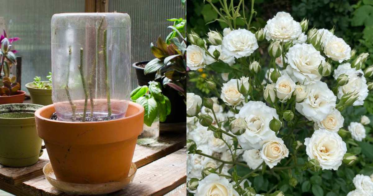 Best Rose Flowering Tricks