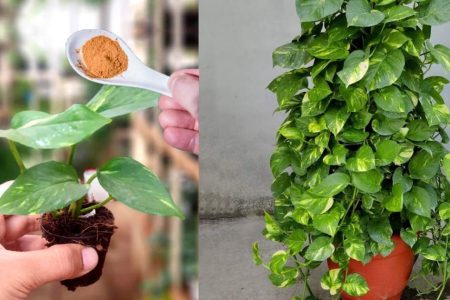 ഈ ഒരു പൊടി മാത്രം മതി മണി പ്ലാന്റുകൾ കാടു പോലെ തഴച്ചു വളരും! ഇനി മണിപ്ലാന്റ് കുറ്റിയാക്കി വളർത്തി എടുക്കാം!! | Bushy Money plant Tips