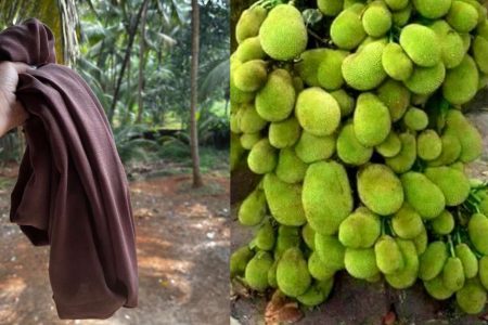 ഒരു കഷ്ണം പഴയ തുണി മതി ചക്ക ഇനി കൈ എത്തും ദൂരത്തു നിന്നും പറിക്കാം! ചക്ക ചുവട്ടിൽ തിങ്ങി നിറയാൻ കിടിലൻ സൂത്രം!! | Chakka Krishi Using Cloth