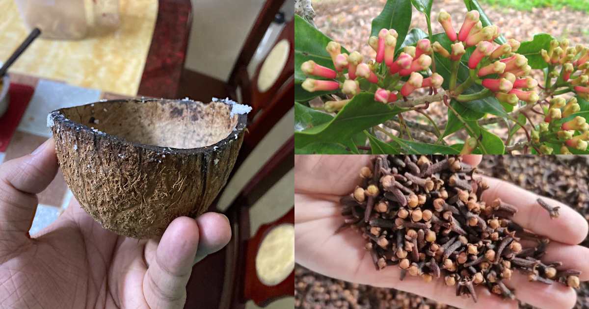 Clove Cultivation Using Coconut Shell