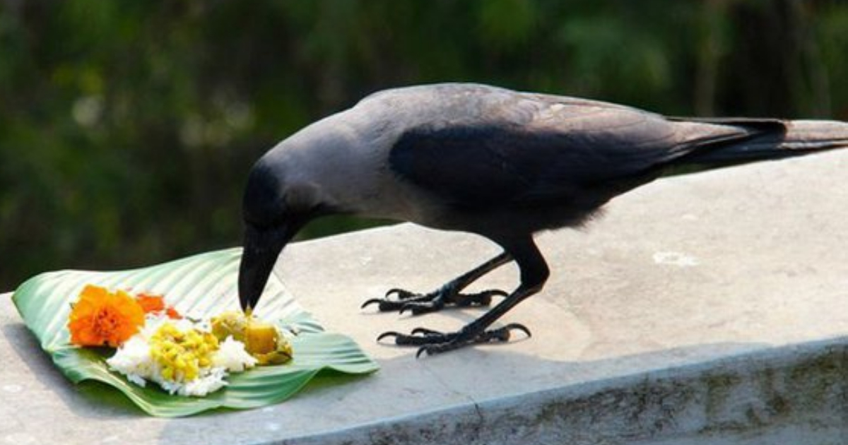 Crows Feeding Astrology