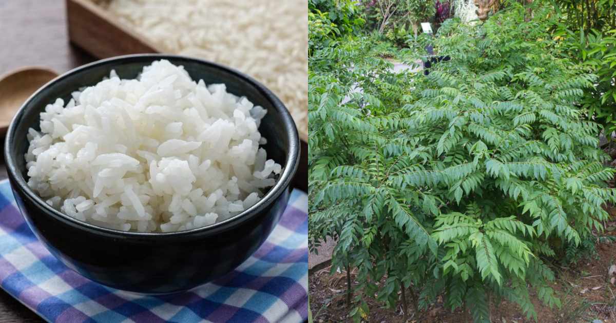 Curry Leaves Fertilizer Using Leftover Rice