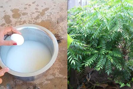 മുട്ട കൊണ്ട് ഈ ഒരു സൂത്രം ചെയ്താൽ മതി കറിവേപ്പ് ഭ്രാന്ത് പിടിച്ച പോലെ തഴച്ചു വളരും! ഇനി എന്നും വേപ്പില നുള്ളി മടുക്കും!! | Curry Leaves Growing Tips Using Egg