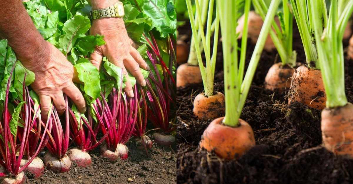 Easy Beetroot and Carrot Cultivation
