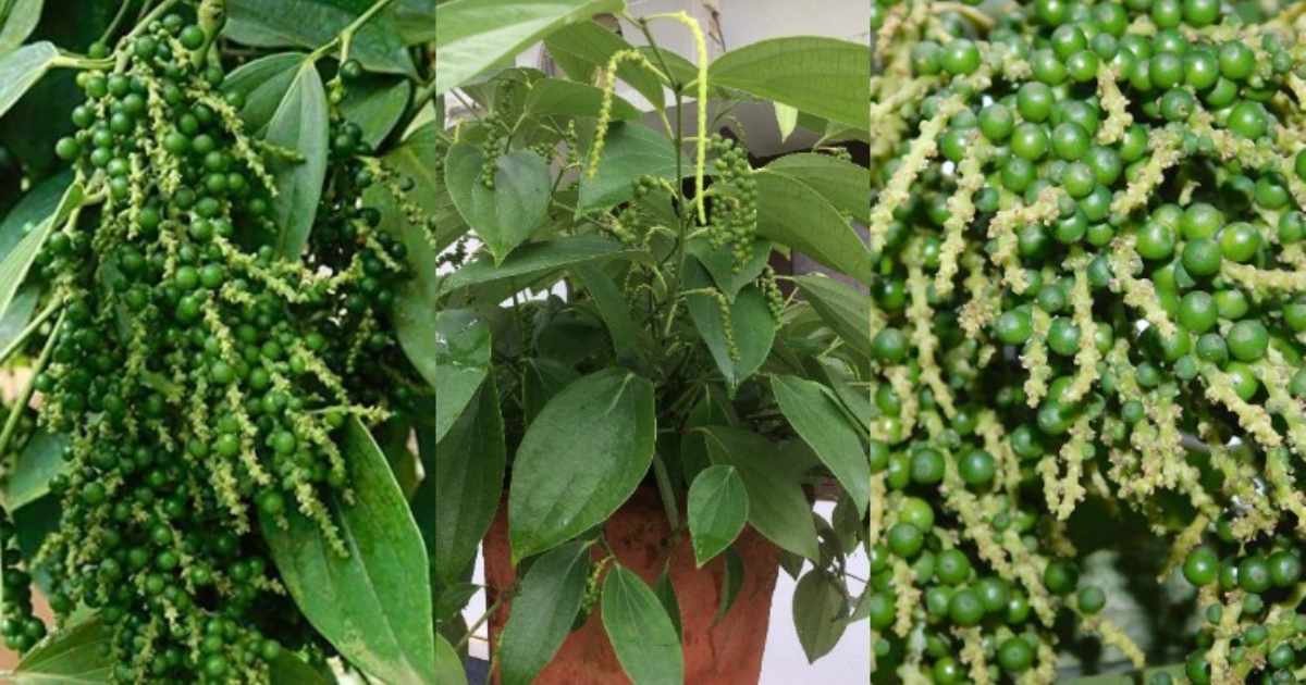 Easy Bush Pepper Cultivation Tricks