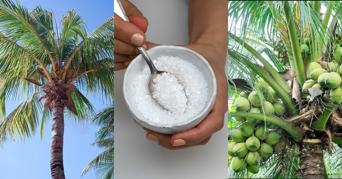 Easy Coconut Cultivation Using Salt