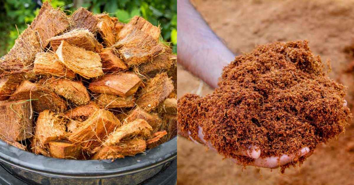 Easy Cocopeat Making in Home