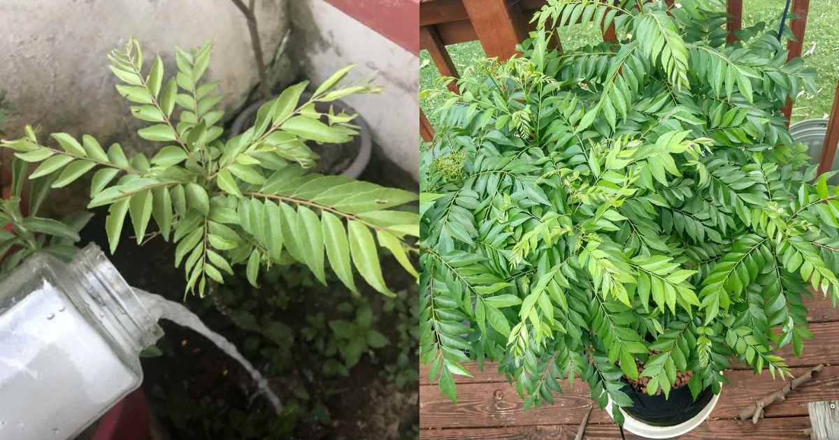 Easy Curry Leaves Cultivation Tips