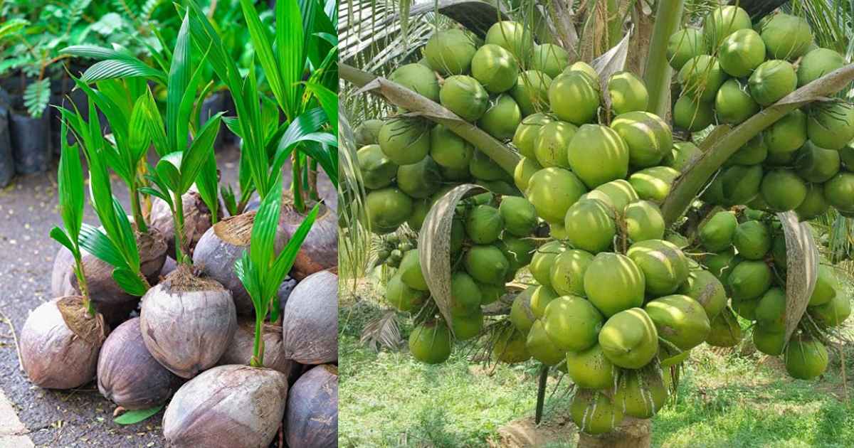 Easy Gangabondam Coconut Tree Cultivation