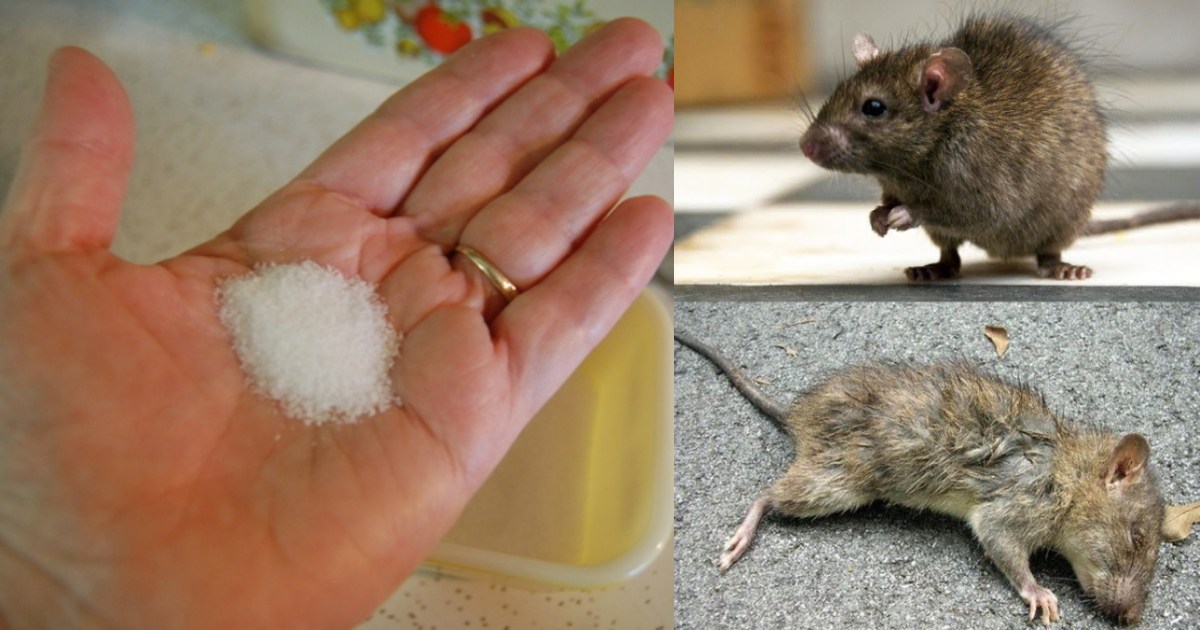 Easy Get Rid of Rat in House