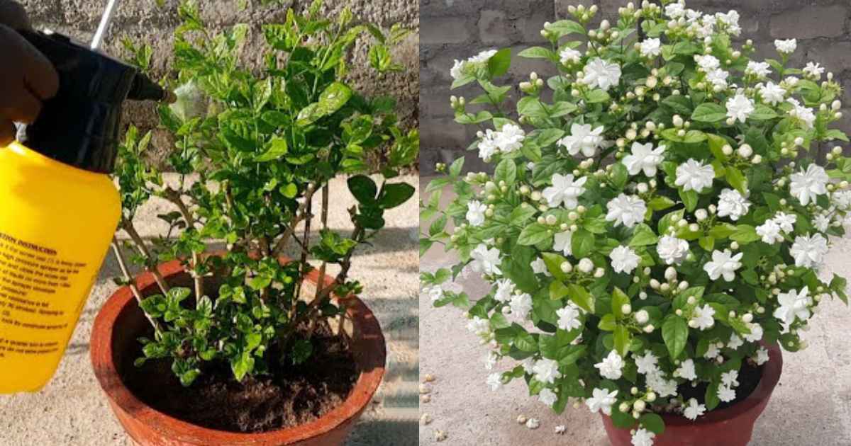 Easy Kuttimulla Flowering Tips