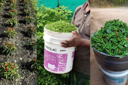ബക്കറ്റ് നിറയെ കാന്താരി മുളക് കിട്ടാൻ ഇങ്ങനെ ചെയ്താൽ മതി! ഇനി കാന്താരി മുളക് പൊട്ടിച്ചു മടുക്കും; കാന്താരി മുളക് കൃഷി രീതി!! | Easy Kanthari Mulaku Cultivation