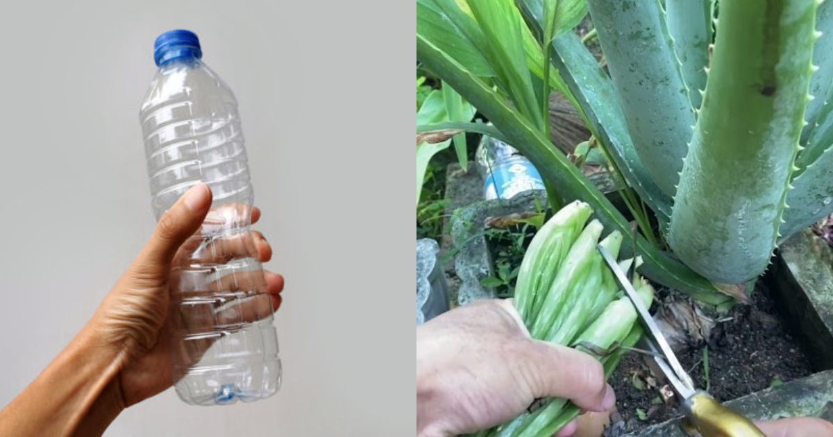 Easy Kattarvazha Cultivation Using Bottle