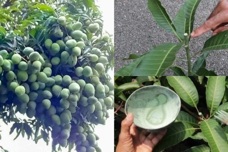 മാവിന്റെ കൊമ്പിൽ ഇങ്ങനെ ചെയ്താൽ മതി! ഏത് കായ്ക്കാത്ത മാവും കുലകുത്തി കായ്ക്കും; ഇനി മാങ്ങ പൊട്ടിച്ചു മടുക്കും!! | Easy Mango Tree Pruning