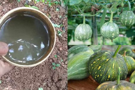 ഈ ഒരു സൂത്രം ചെയ്താൽ മതി വള്ളി നിറയെ മത്തൻ തിങ്ങി നിറയും! മത്തങ്ങ പൊട്ടിച്ചു മടുക്കും! മടിയന്മാർ അറിയേണ്ട കിടിലൻ ടിപ്പുകൾ.!! | Easy Mathanga Krishi