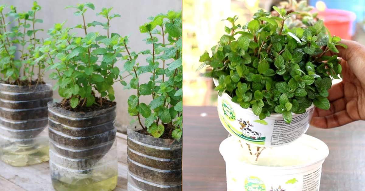 Easy Mint Cultivation Tips Without Soil