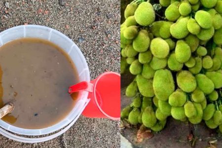 ഇതൊരു കപ്പ് ഒഴിച്ചു കൊടുത്താൽ മതി! ഏത് കായ്ക്കാത്ത പ്ലാവും ഇനി കുലകുത്തി കായ്ക്കും; കരിഞ്ഞു ഉണങ്ങിയ ചെടികള്‍ വരെ കായ്ക്കാൻ!! | Easy Organic Fertilizer For Plants