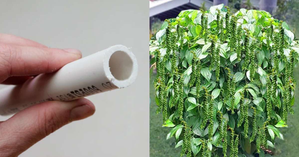 Easy Pepper Cultivation Using PVC Pipes