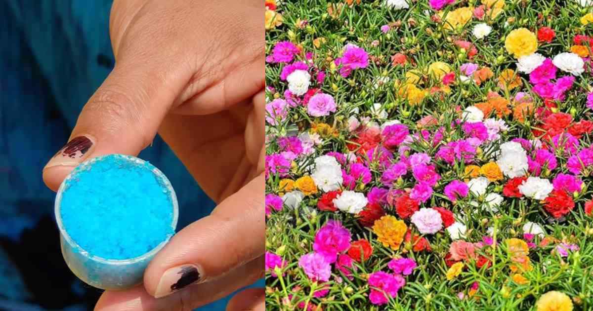 Easy Portulaca Flowering Tips