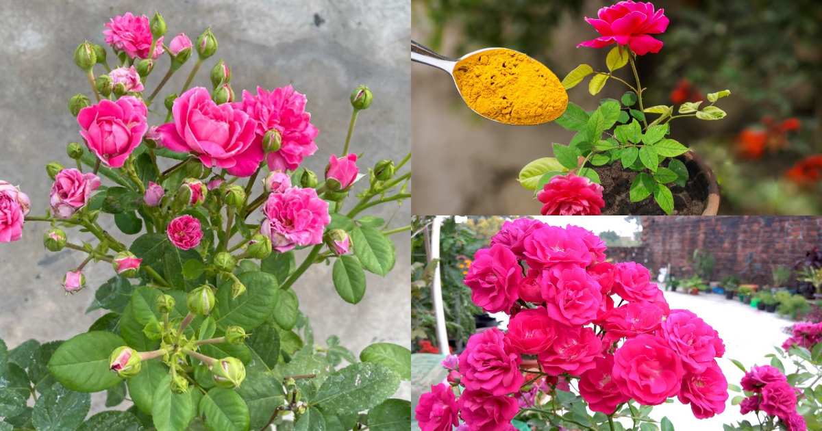 Easy Rose Gardening Tips