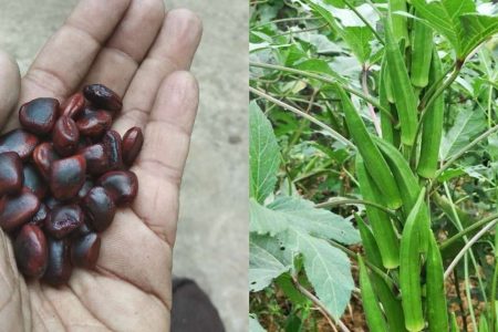 ഇതൊന്ന് മാത്രം മതി വർഷം മുഴുവൻ അടുക്കടുക്കായി വെണ്ടക്ക തിങ്ങി നിറയാൻ! ഇനി എന്നും വെണ്ടയ്ക്ക പൊട്ടിച്ചു മടുക്കും!! | Easy Vendakka Krishi Using Puli