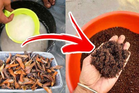 കഞ്ഞിവെള്ളവും ചാക്കും മതി കിടിലൻ വളം വീട്ടിൽ ഈസിയായി ഉണ്ടാക്കാം; ഇനി പച്ചക്കറികൾ കുലകുത്തി കായ്ക്കും!! | Easy Zero Cost Fertilizer