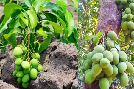 ഈ ഒരു സൂത്രം ചെയ്താൽ മതി ഏത് പൂക്കാത്ത മാവും പൂത്തുലയും കായ്ക്കാത്ത മാവ്‌ കുലകുത്തി കായ്ക്കും ഉറപ്പ്!! | Easy to Increase Mango Production