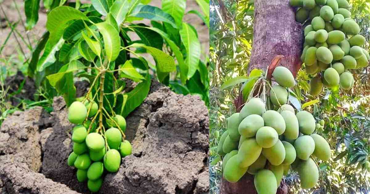Easy to Increase Mango Production