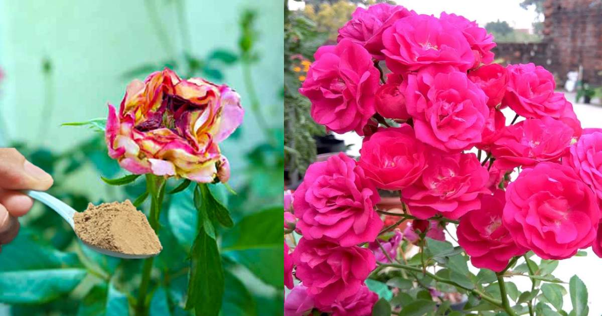 Get Rid of Thrips in Roses
