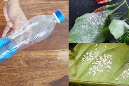 ഇത് ഒരു സ്‌പൂൺ മാത്രം മതി വെള്ളീച്ച ജന്മത്ത് ചെടിയുടെ പരിസരത്ത് പോലും ഇനി വരില്ല! വെള്ളീച്ചയെ പൂർണമായും തുരത്താൻ!! | Get Rid of Whiteflies Using Kerosene