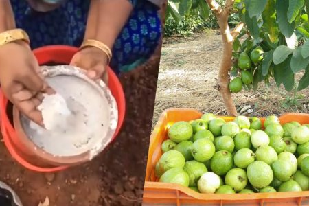 ഇതൊന്ന് ഇട്ടു കൊടുത്താൽ മതി! രണ്ടു മാസം കൊണ്ട് പേര കുലകുത്തി കായ്ക്കും; പേര നിറയെ കായ്ക്കാൻ കിടിലൻ സൂത്രം!! | Guava Tree Cultivation And Fast Growing Tips