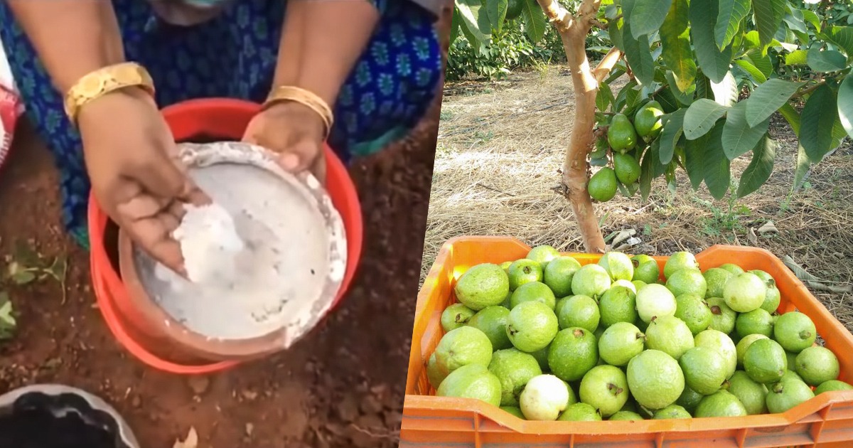 Guava Tree Cultivation And Fast Growing Tips
