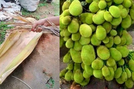 പാള കൊണ്ട് ഈ ഒരു സൂത്രം ചെയ്താൽ മതി ചക്ക ഇനി വേരിലും കായ്ക്കും! 365 ദിവസവും ചക്ക ഇനി കൈ എത്തും ദൂരത്തു നിന്നും പറിക്കാം!! | Jackfruit Cultivation Tips Using Paala