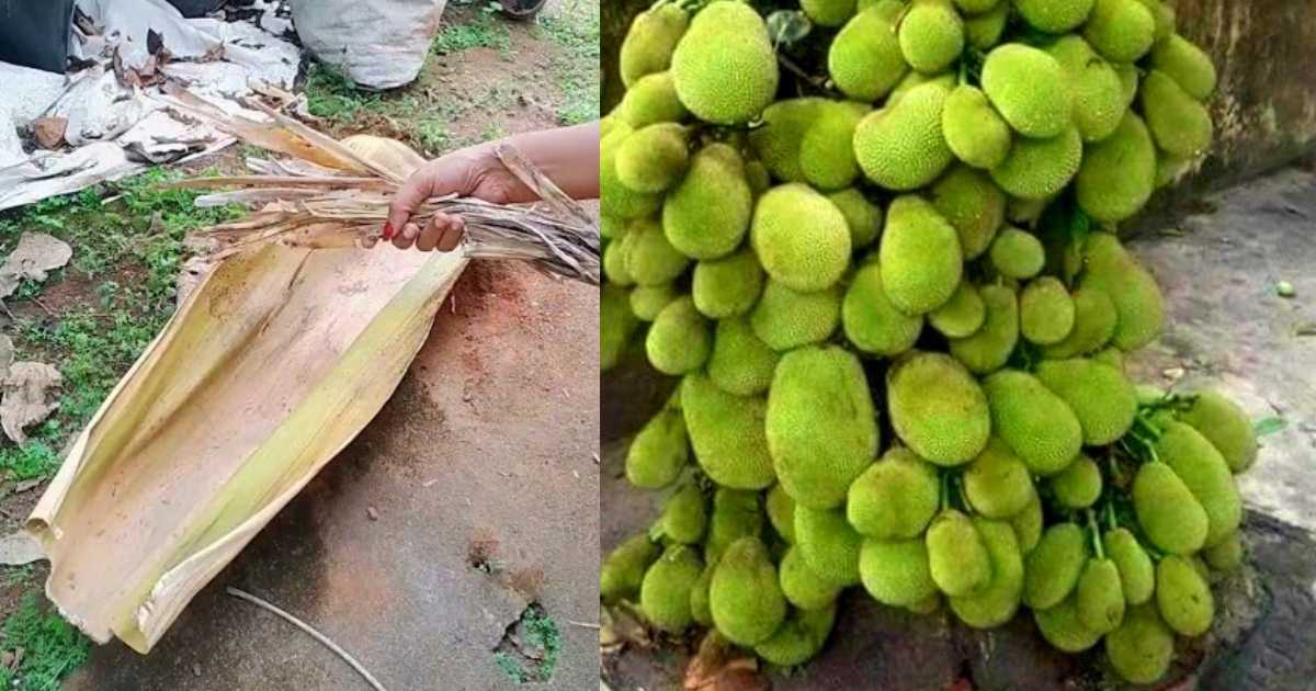 Jackfruit Cultivation Tips Using Paala