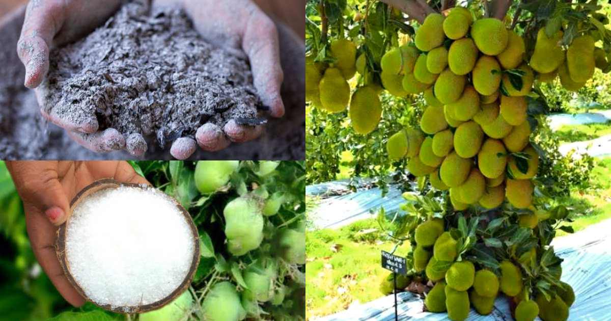Jackfruit Cultivation Tips Using Salt