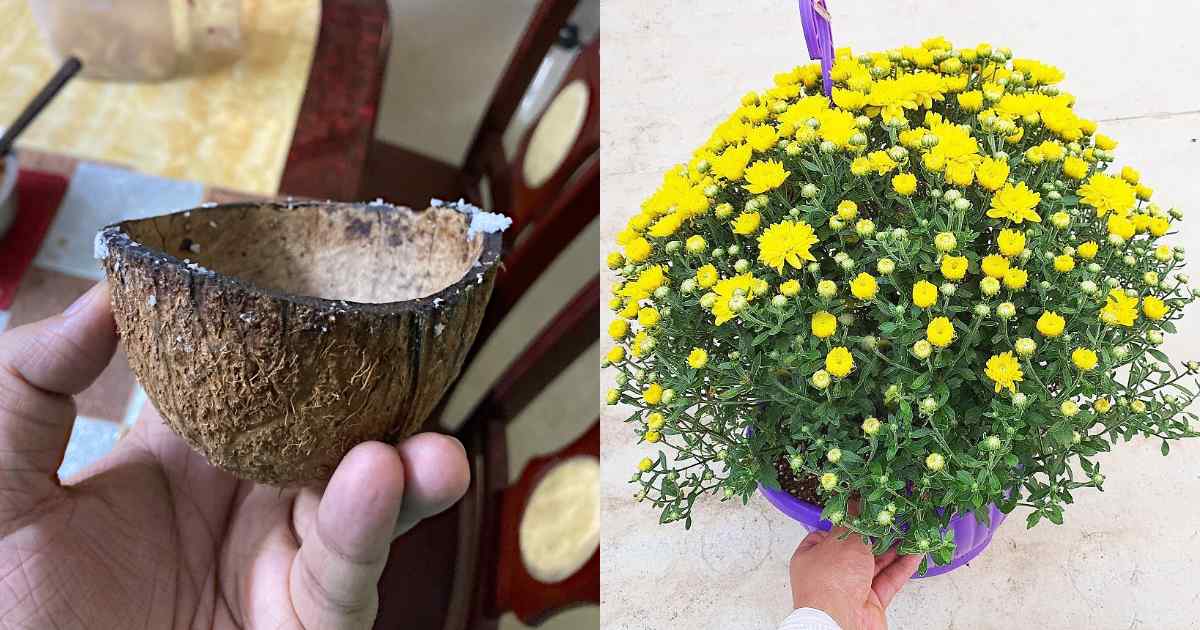 Jamanthi Flowering Tips Using Chiratta