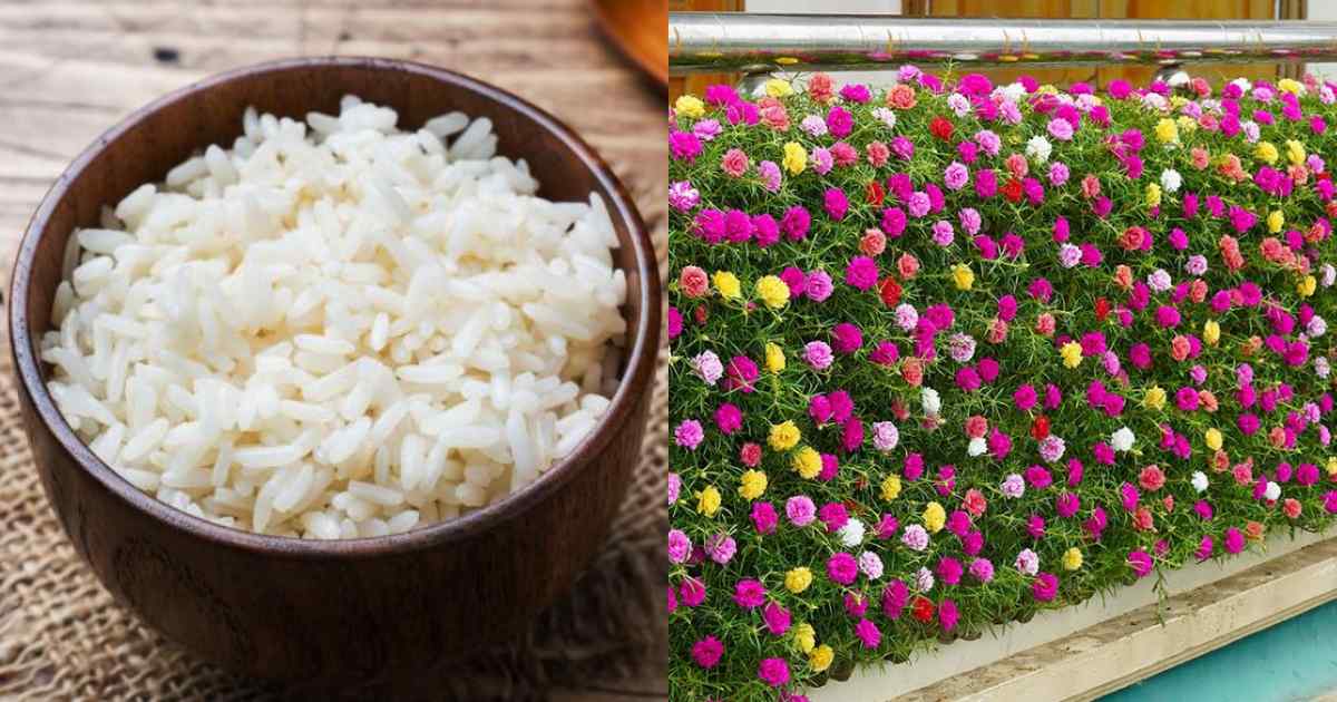 Magic Fertilizer For Plants Using Leftover Rice