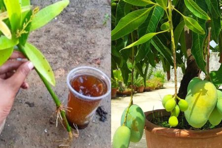 ഈ ഒരു സൂത്രം ചെയ്താൽ മതി ഏത് മാവും ഇനി കുലകുത്തി കായ്ക്കും! ചട്ടിയിൽ മാവ് പൂക്കാനും കായ്ക്കാനും കിടിലൻ സൂത്രം!! | Mango Tree in Pot
