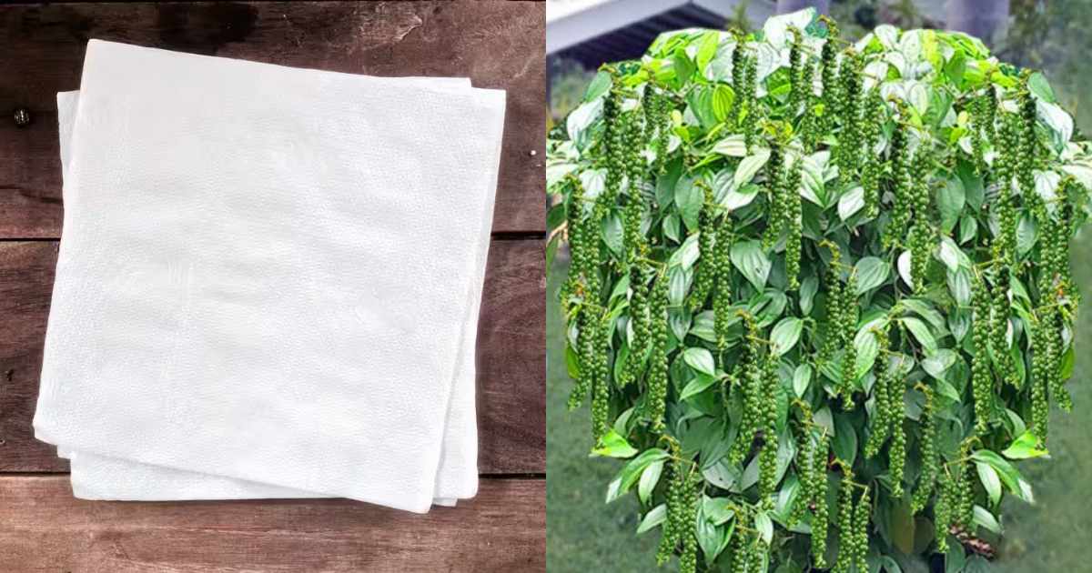 Pepper Cultivation Using Tissue Paper