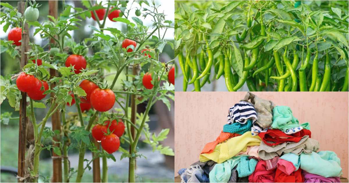 Plants Growing Tips Using Clothes