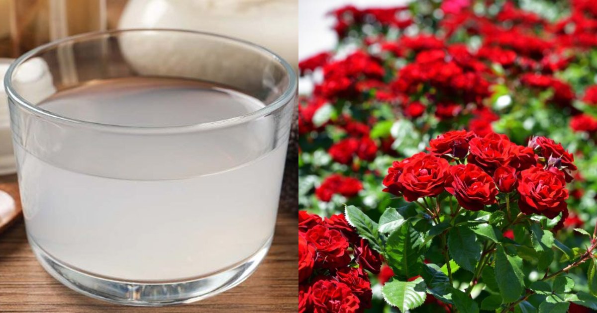 Rice Water For Rose Plant Flowering