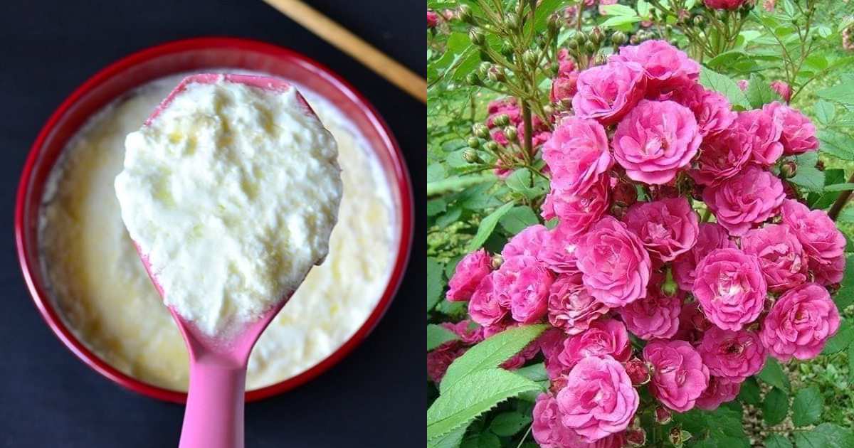 Rose Flowering Tips Using Onion And Curd