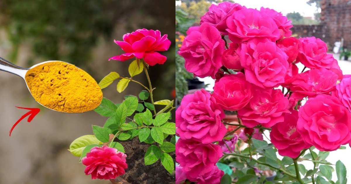 Rose Flowering Tips Using Turmeric Powder