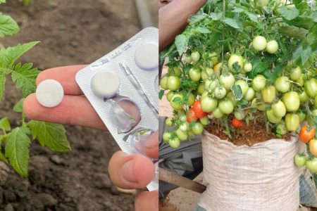 ഈ ഗുളിക മാത്രം മതി തക്കാളി ചുവട്ടിൽ നിന്ന് കുലകുത്തി കായ്ക്കും! തക്കാളി 100 ഇരട്ടി വിളവിന് ഗുളിക കൊണ്ടൊരു സൂത്രം.!! | Tomato Farming Using Pills