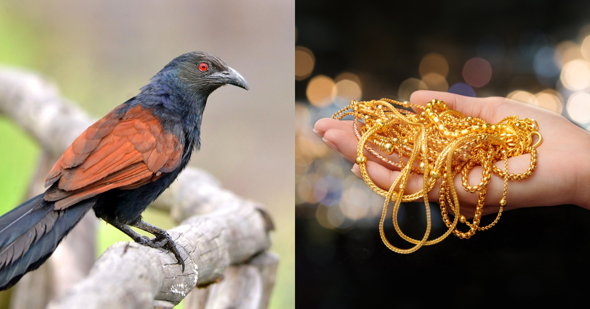 Uppan Lucky Bird
