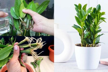 ഇങ്ങനെ ചെയ്താൽ മതി വീട്ടിൽ ZZ plant കരിമ്പിൻ തോട്ടം പോലെ ആക്കാം! വീട് നിറയെ ZZ plant വളർത്താം വളരെ എളുപ്പത്തിൽ!! | ZZ Plant Care and Propagation